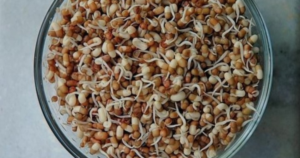 Sprouts moth beans